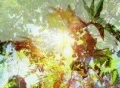 VJ Loop 054 : Green Forest Web Footage