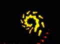 VJ Loop 178 : Arrow B 07 Orange Web Footage