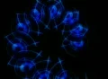 VJ Loop 208 : Sector 08 Blue Web Footage