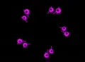VJ Loop 217 : Sectr T 02 Pink Footage