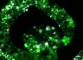 VJ Loop 334 3D Spiral 1 Green Web Footage
