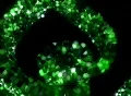 VJ Loop 334 3DSpiral 1 Green Footage