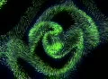 VJ Loop 337 3D Spiral 1 Green Web Footage