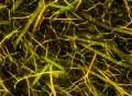 VJ Loop 356 Fiber World 1 Yellow Web Footage