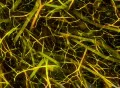 VJ Loop 356 Fiber World 1 Yellow Footage
