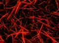 VJ Loop 357 Fiber World 1 Red Web Footage