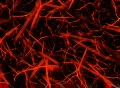 VJ Loop 357 Fiber World 1 Red Footage