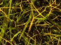 VJ Loop 358 Fiber World 2 Yellow Footage