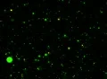 VJ Loop 359 Particles 1 Green Web Footage