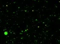 VJ Loop 359 Particles 1 Green Footage