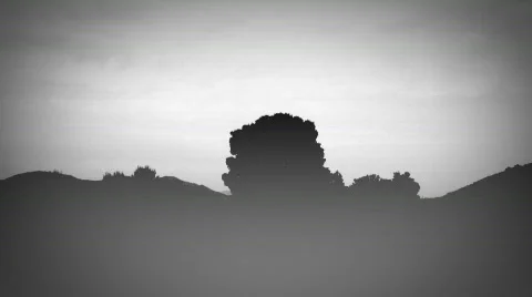 VJ Loop 360 Trees bg bw hd Vidéo 395689