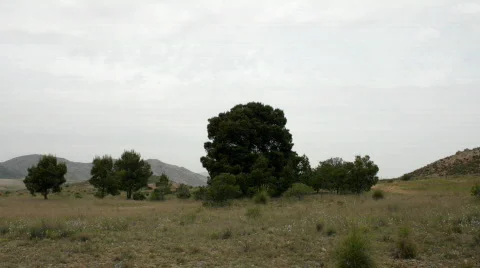 VJ Loop 360 Trees hd Stock Footage 395692