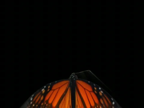 VJ loop Buter Fly 02 mr Stock-Footage 456896