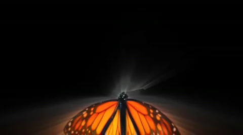 VJ Loop buterfly HD 02 Stock-Footage 597335