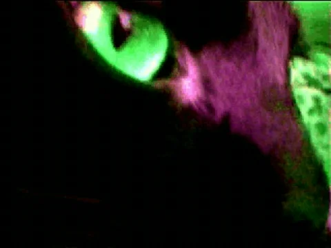VJ Loop Lee the Cat lr Stock-Footage 397096