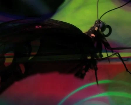VJ LOOP - Lucid Butterfly Silhouette Stock Footage 42124535