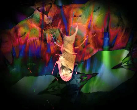 VJ LOOP - Lucid Stag Beetle Stock Footage 30587119