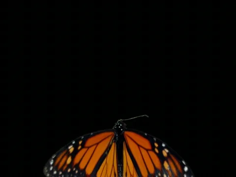 VJ_loop_ButerFly01 mr Stock Footage 456899