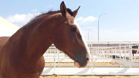 The Vladimir Heavy Draft, Russian breed of heavy draught horse. Stock-Footage 92576199