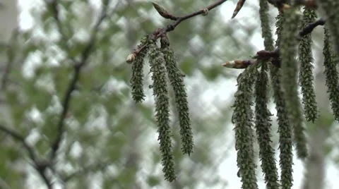Vlesu poplar spring Stock Footage 4400585