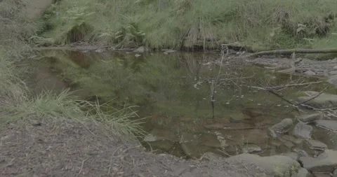 VLOG Water puddle surrounded by greenery, 4k, 24fps Stock Footage 277231589