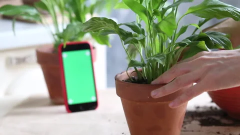 Vlogger recording webinar, gardening classes Stock Footage 170088121
