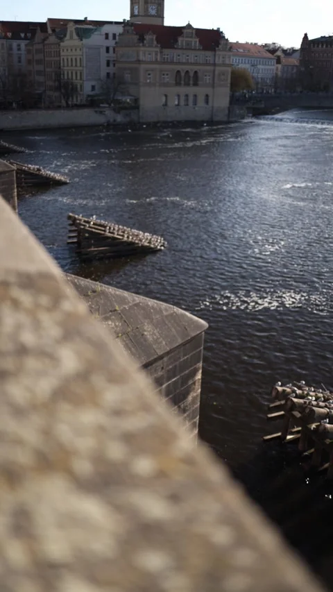 Vltava river in prague view from bridge vertical video Stock Footage 293465128