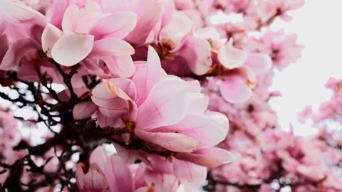 VN20230320 002122 Stock Footage 236334042