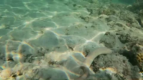 VN2Close-Up of Pepper Moray Eel Searching for a Hiding Place Among0260820 181131 Stock-Footage 343298659