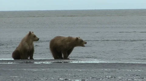 VOCAL BROWN BEAR CUBS Video stock 20543604