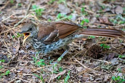 Vocal Brown Thrasher 库存照片
