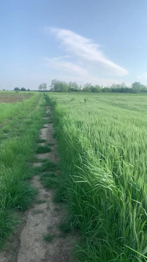 Vocal Cat Hops Through Grassy Field, Cauaceu, Bihor, Romania - 25 May 2021 Stock Footage 205345903