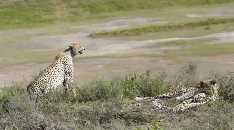 VOCAL CHEETAH 動画素材 48240044