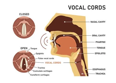 Vocal cords. The Human Voice Stock Illustration