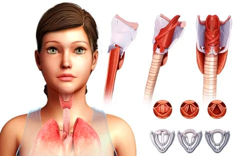 Vocal cords, illustration Stock Illustration