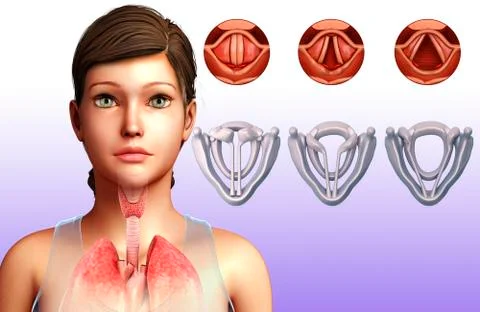 Vocal cords, illustration Stock Illustration
