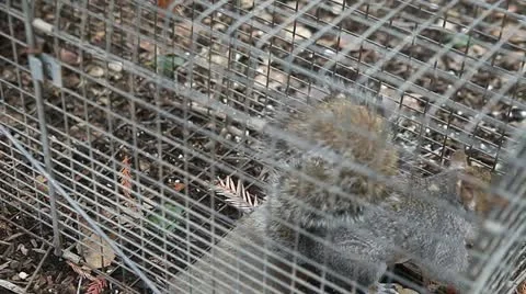 Vocal young squirrel in trap Stock Footage 18188166