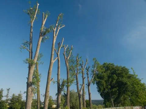 Vocation cut of poplar trees Stock Photos