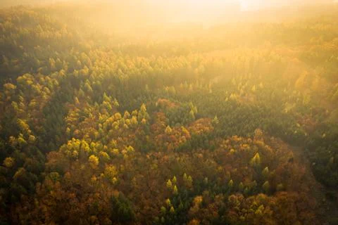 Voderady Beechwood Stock Photos