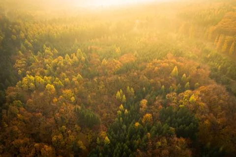 Voderady Beechwood Stock Photos