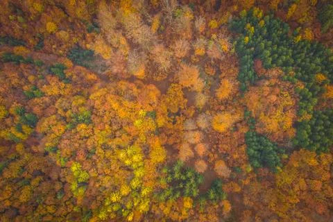 Voderady Beechwood Stock Photos