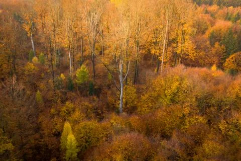 Voderady Beechwood Stock Photos