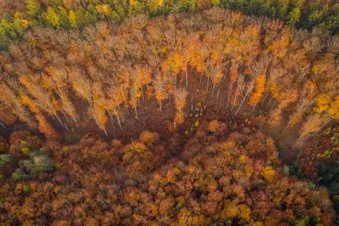 Voderady Beechwood Stock Photos