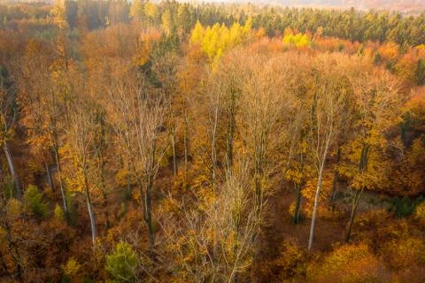 Voderady Beechwood Stock Photos