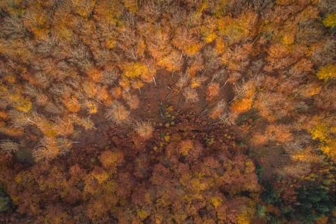 Voderady Beechwood Stock Photos