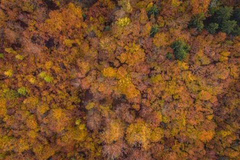 Voderady Beechwood Foto stock