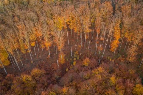 Voderady Beechwood Stock Photos