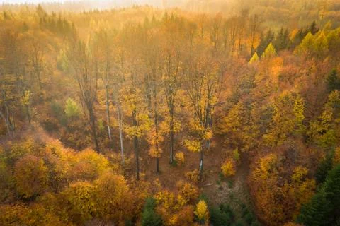 Voderady Beechwood Foto stock