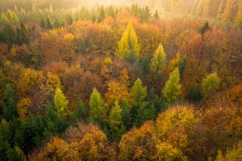 Voderady Beechwood Foto stock