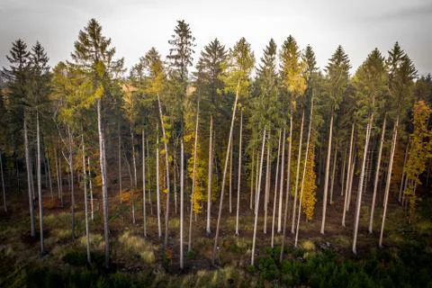 Voderady Beechwood Stock Photos